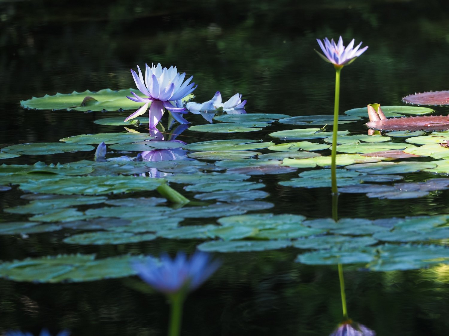 暗い水面に浮かぶ青紫の睡蓮の花