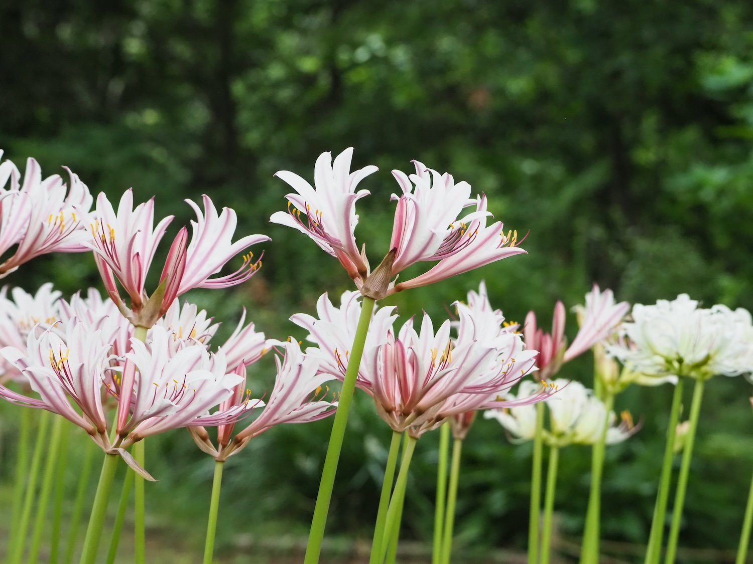 白地にピンクの筋が入るリコリスの花