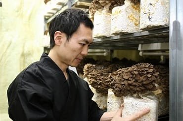 埼玉県・大平きのこ研究所 大平洋一氏の黒舞茸(真)