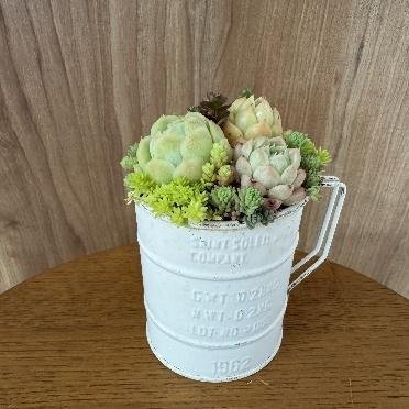 多肉植物を寄せ植えしたアンティーク調プランター作品
