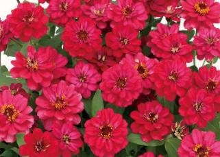 ジニア プロフュージョン 赤い八重咲きの花