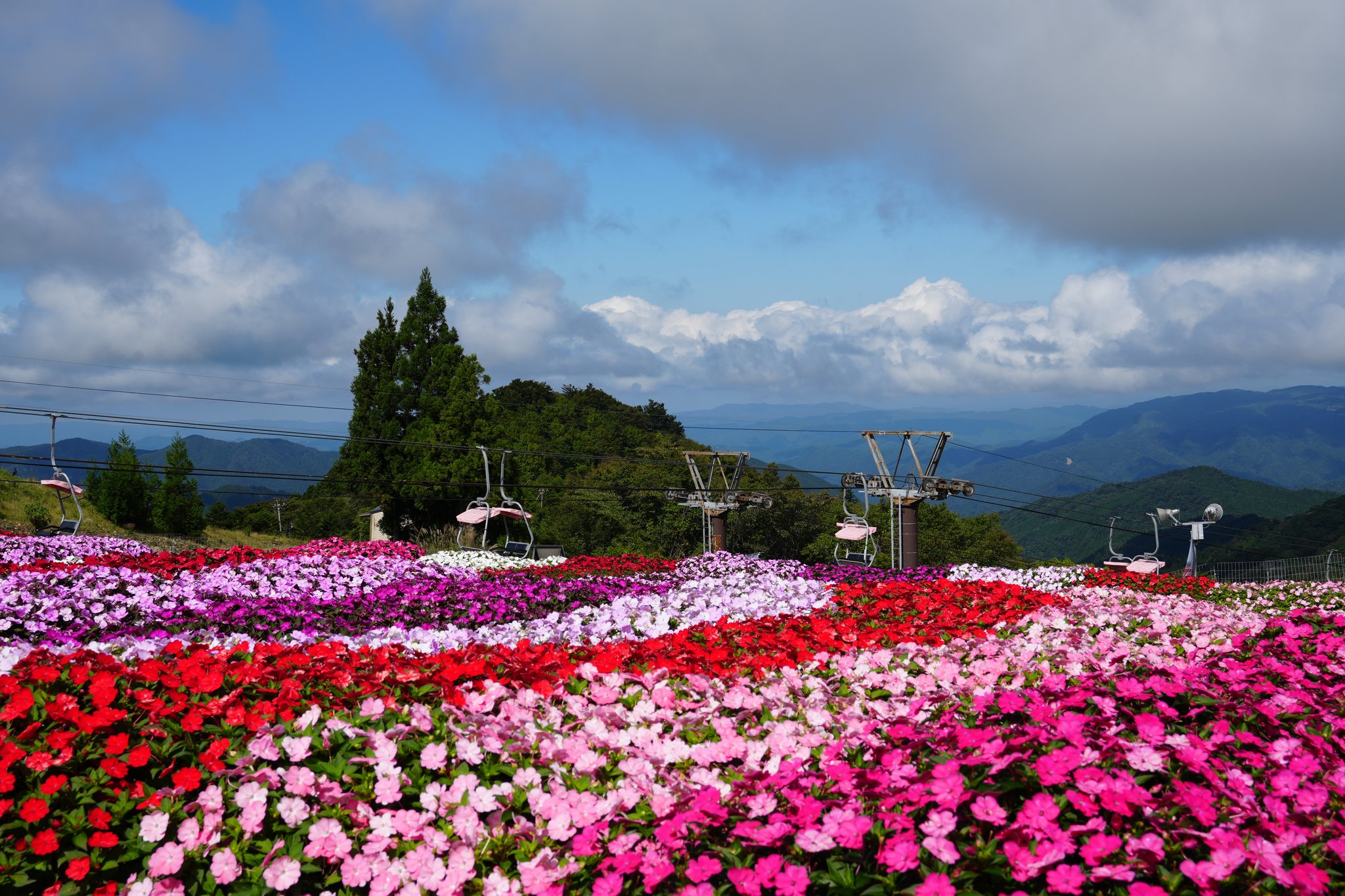 茶臼山高原の斜面に咲く赤・ピンク・白・紫のサンパチェンス
