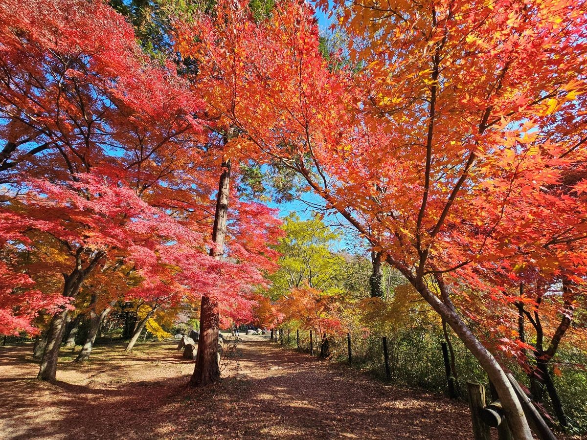 嵐山渓谷展望台周辺の紅葉