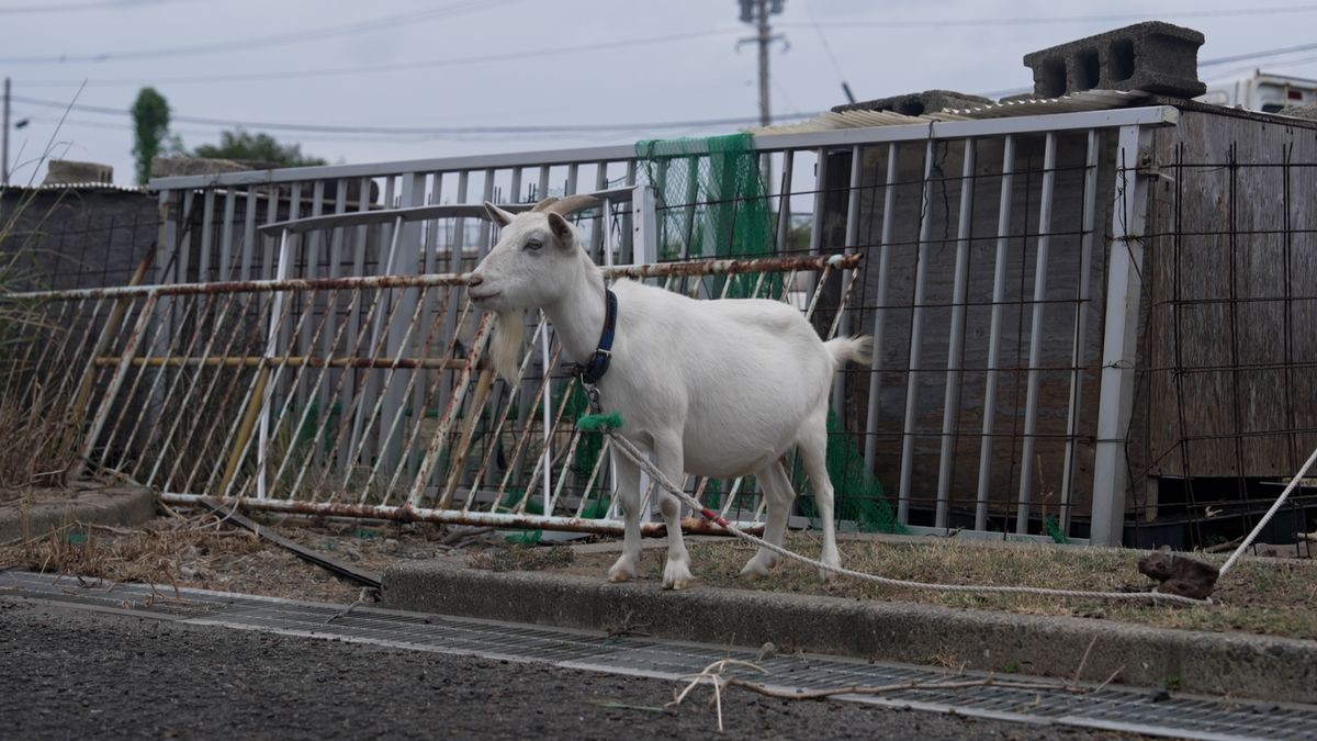 池島の道路脇に立つヤギ
