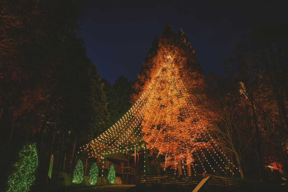 森のクリスマスツリー