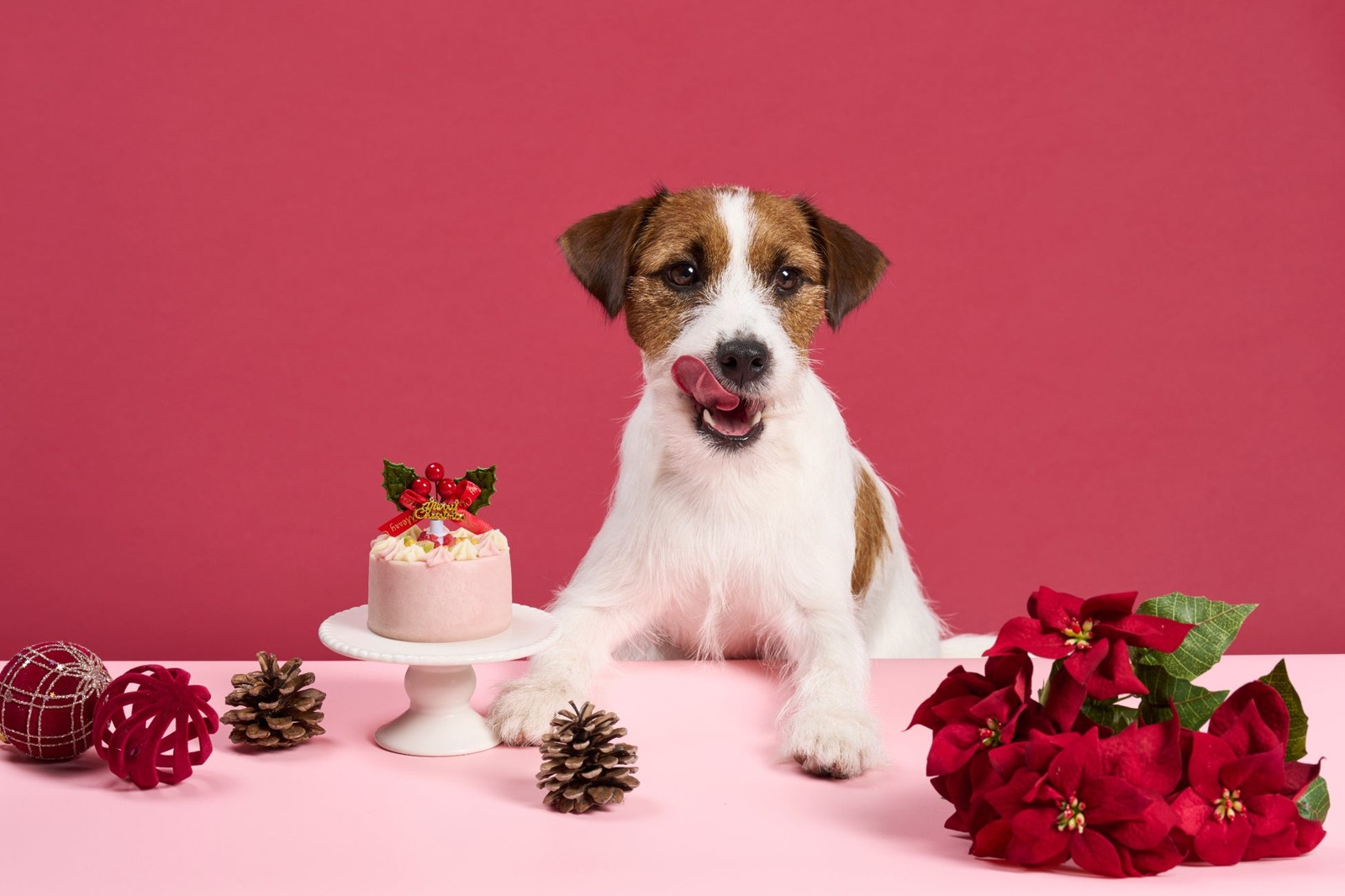 愛犬用クリスマススイーツイメージ