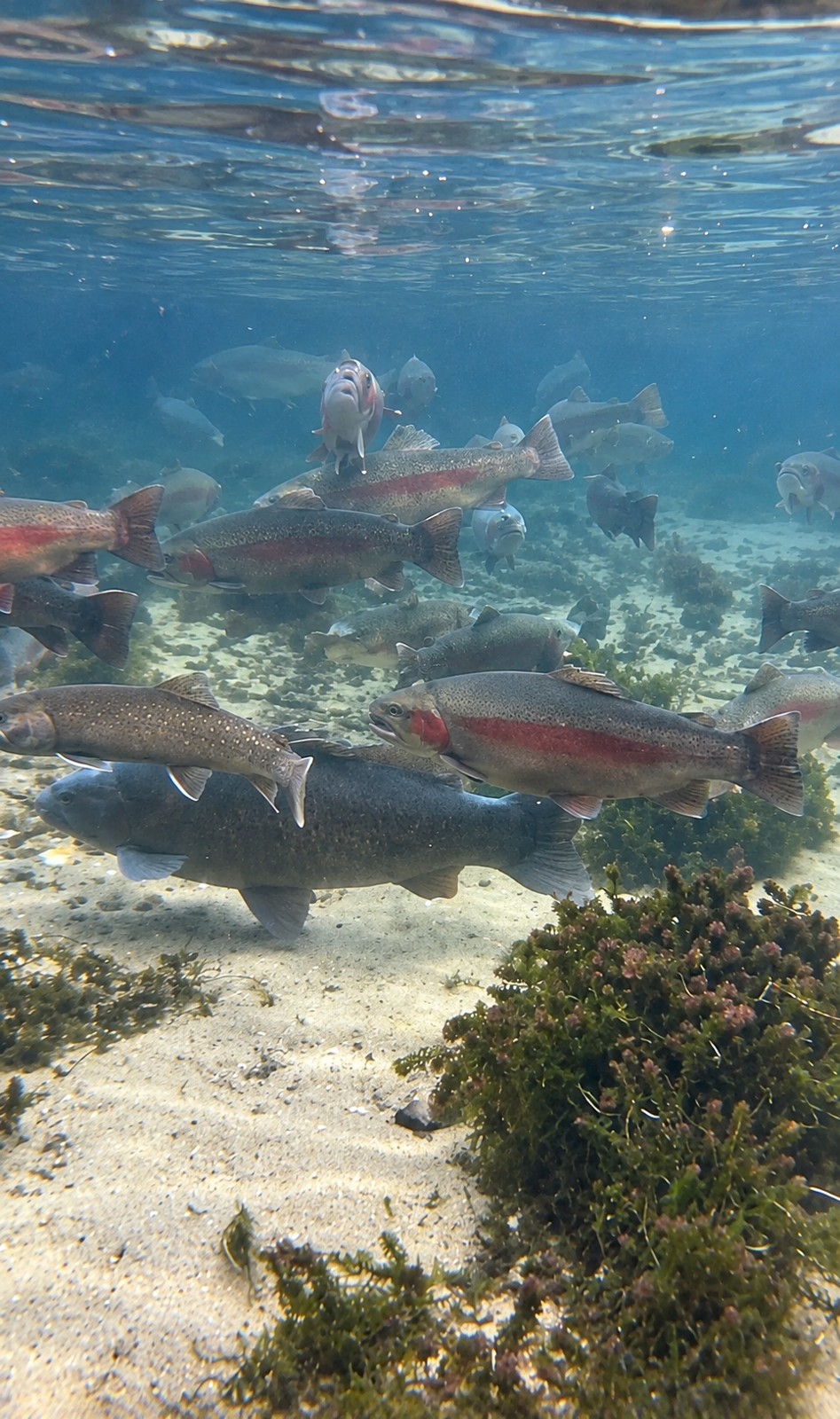 水中を泳ぐ魚