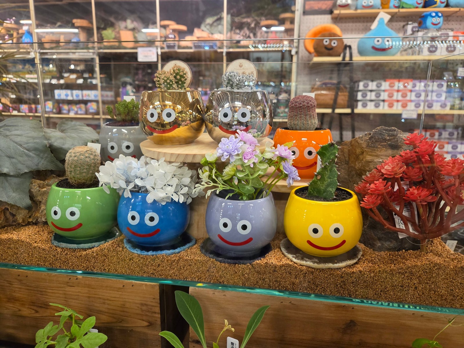 マルチポットとサボテンの使用例