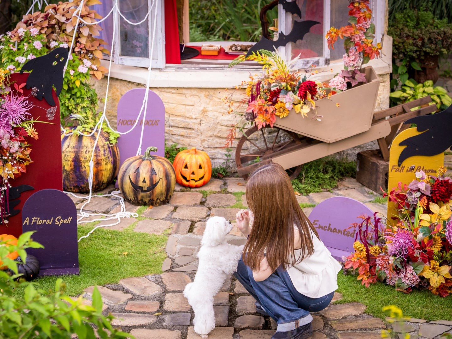 ハロウィン装飾の一輪車と犬