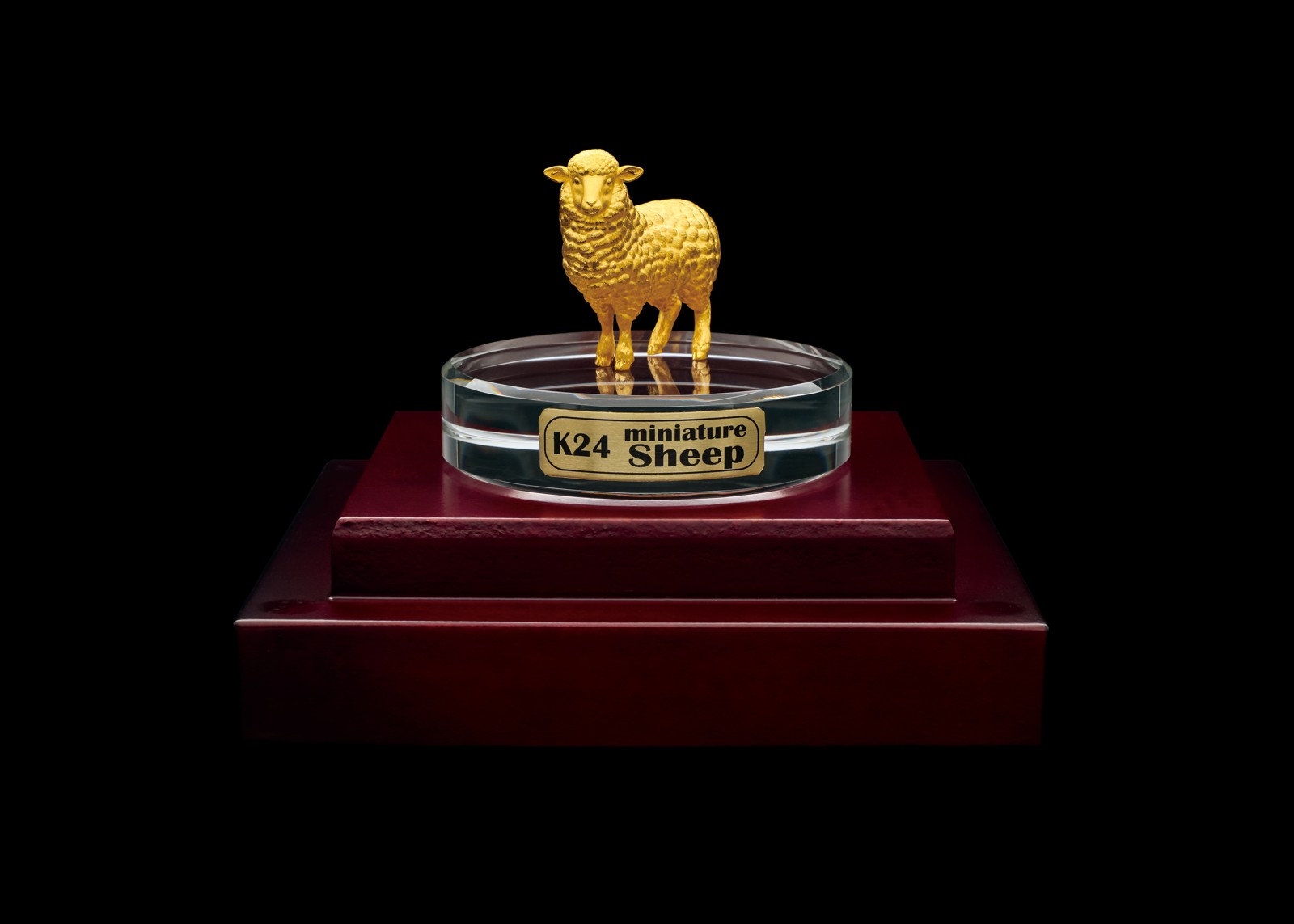 K24 miniature Sheep