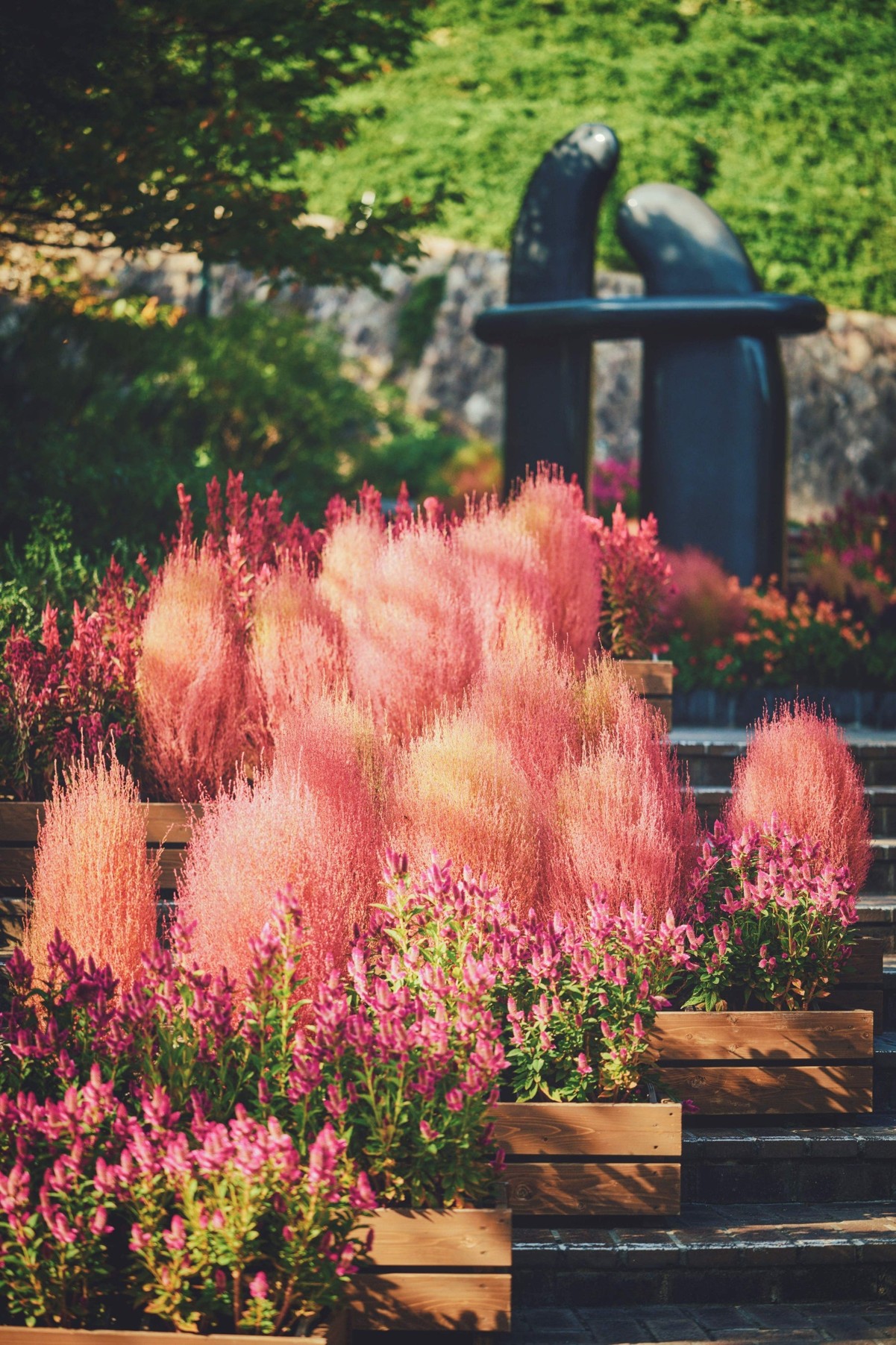 階段沿いのコキアと紫の花