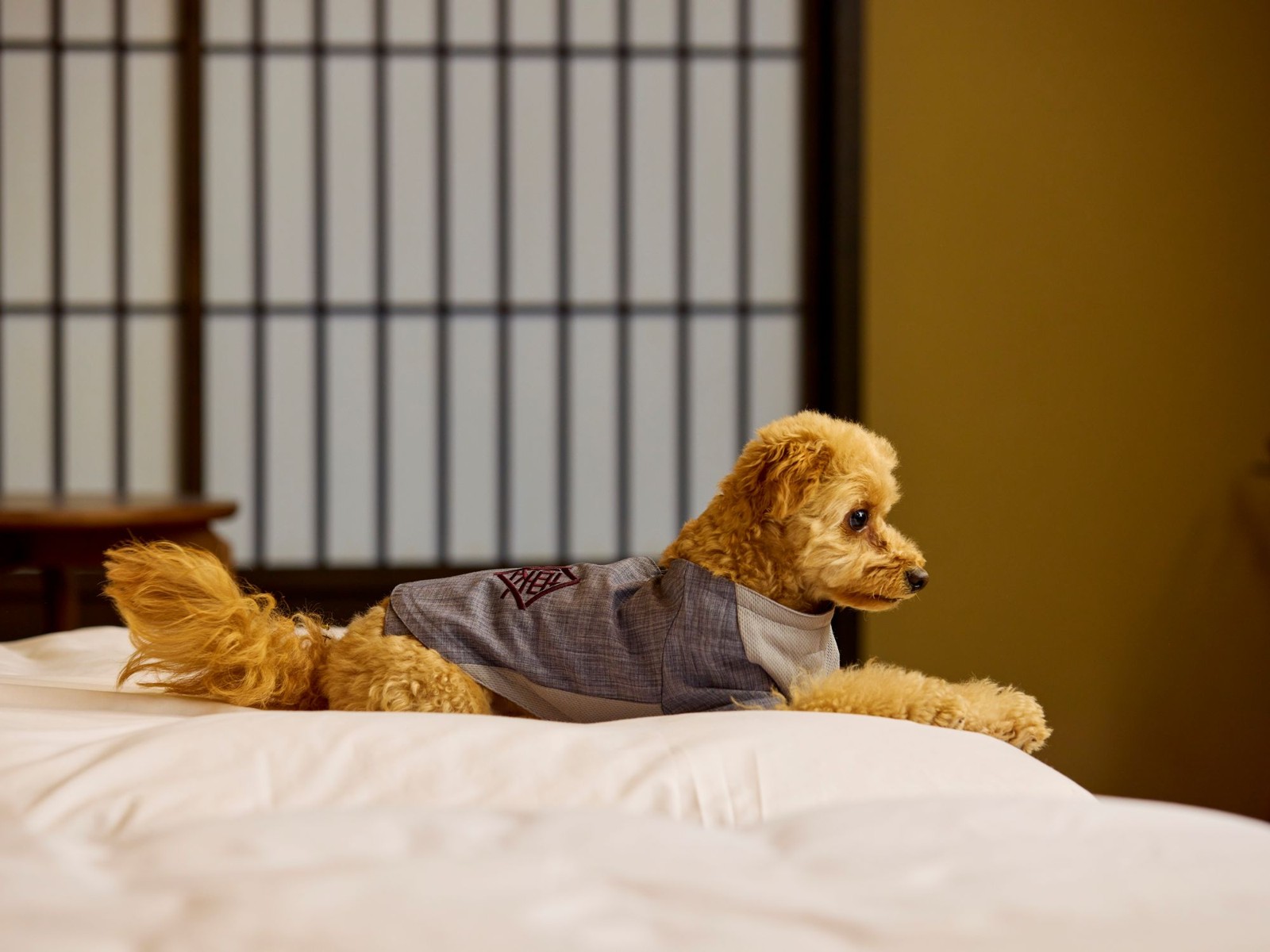 ベッド上で伏せる犬