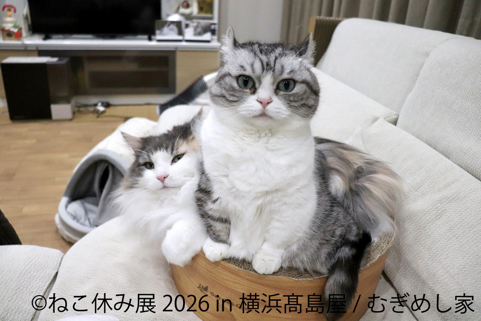 ねこ休み展 展示作品 むぎめし家