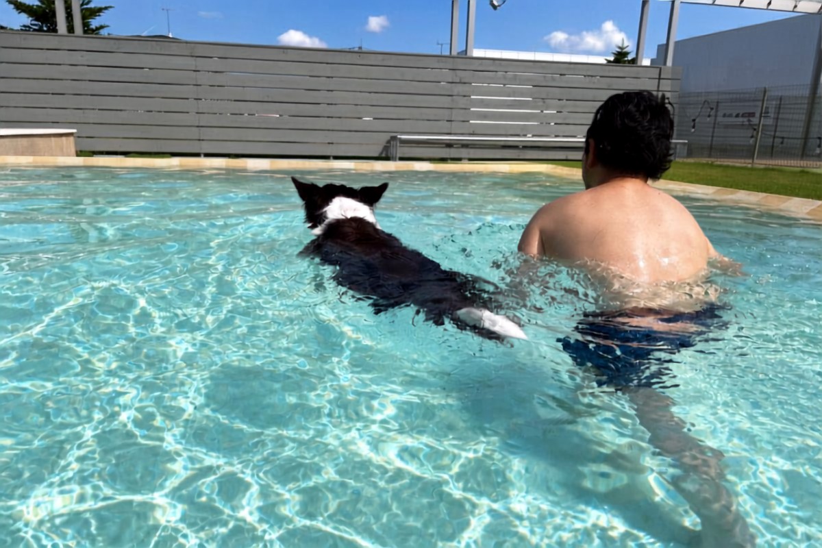 プールで泳ぐ犬と飼い主