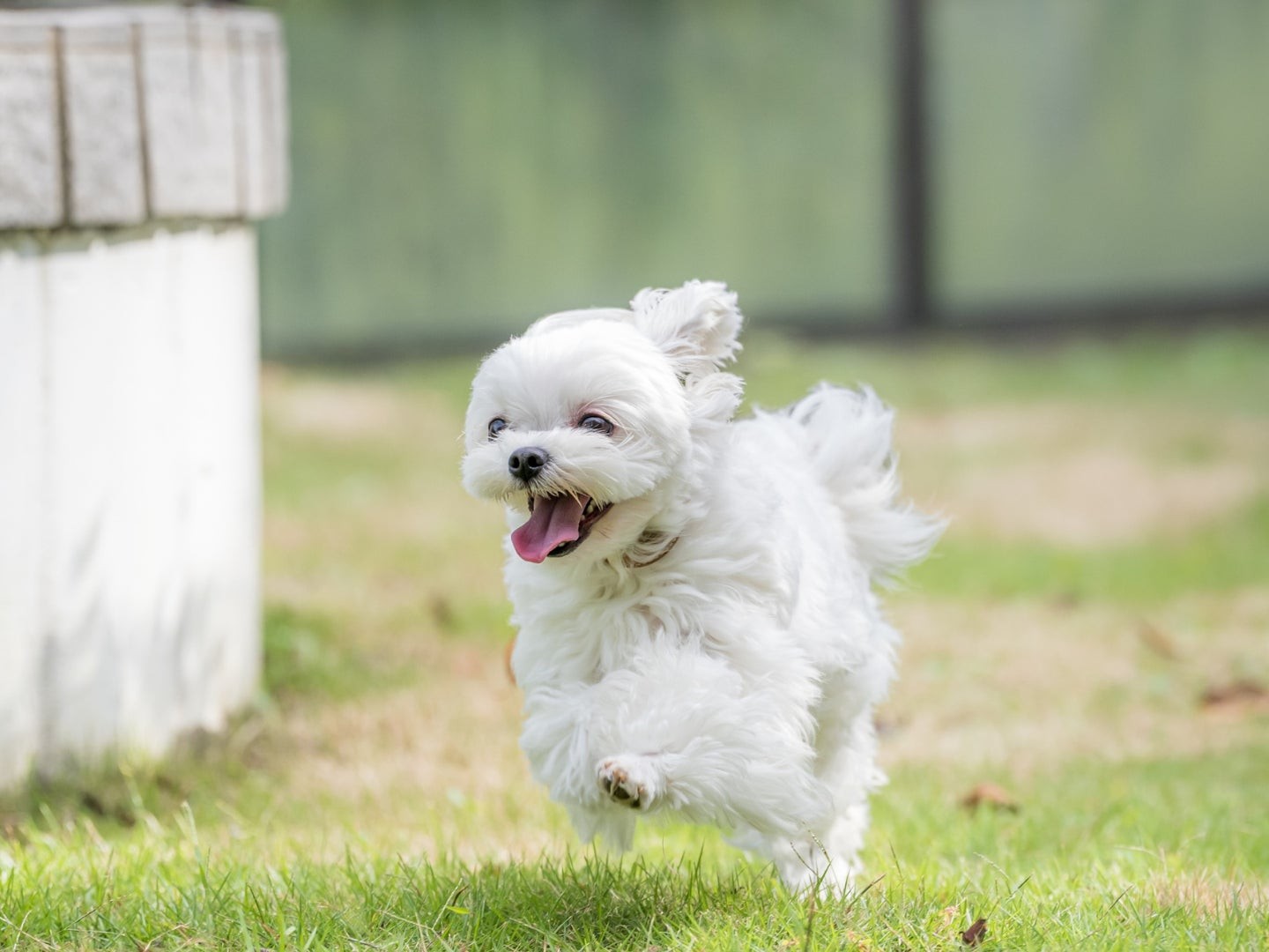 芝生を走る小型犬