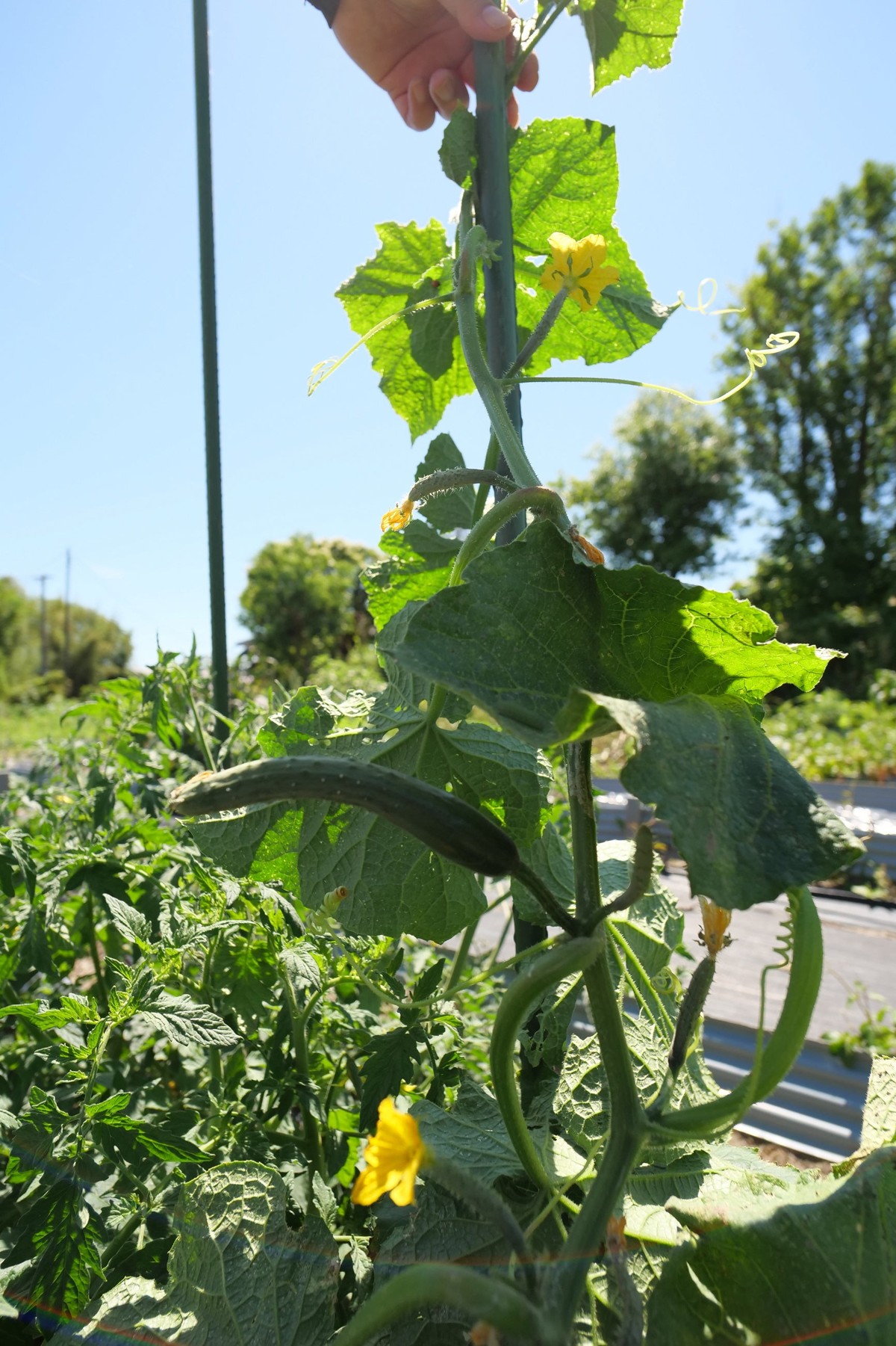 支柱に沿って育つ緑の実と黄色い花の植物