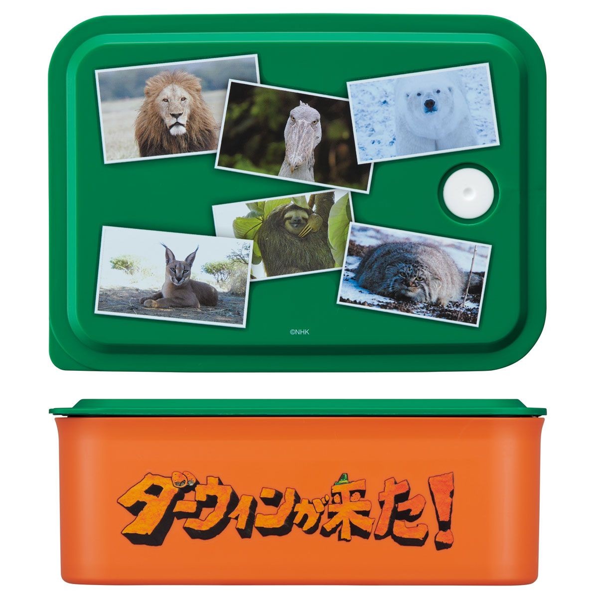 スケーター ダーウィンが来た! お弁当箱 フタと側面