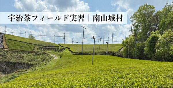 宇治茶フィールド実習｜南山城村の茶畑