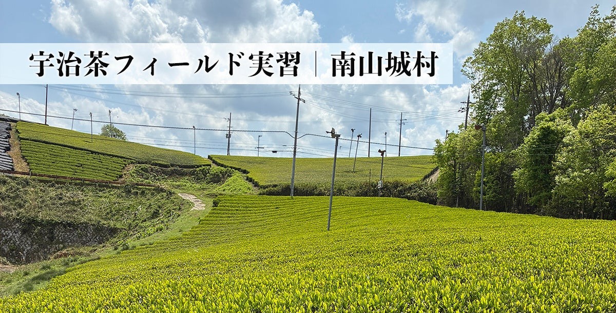 宇治茶フィールド実習|南山城村の茶畑