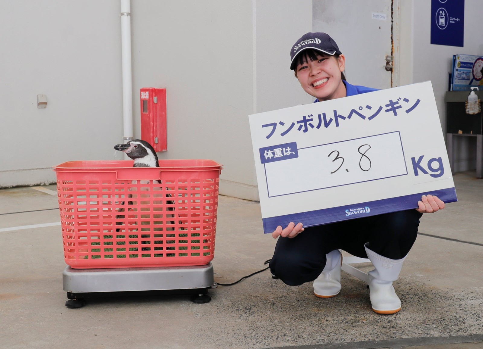カゴに入って体重測定を受けるフンボルトペンギン