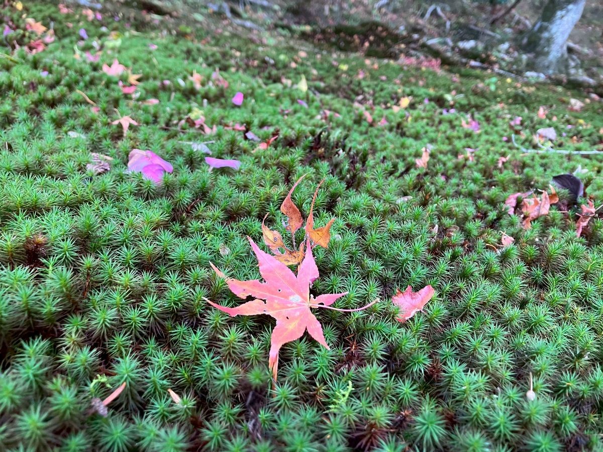 苔の庭