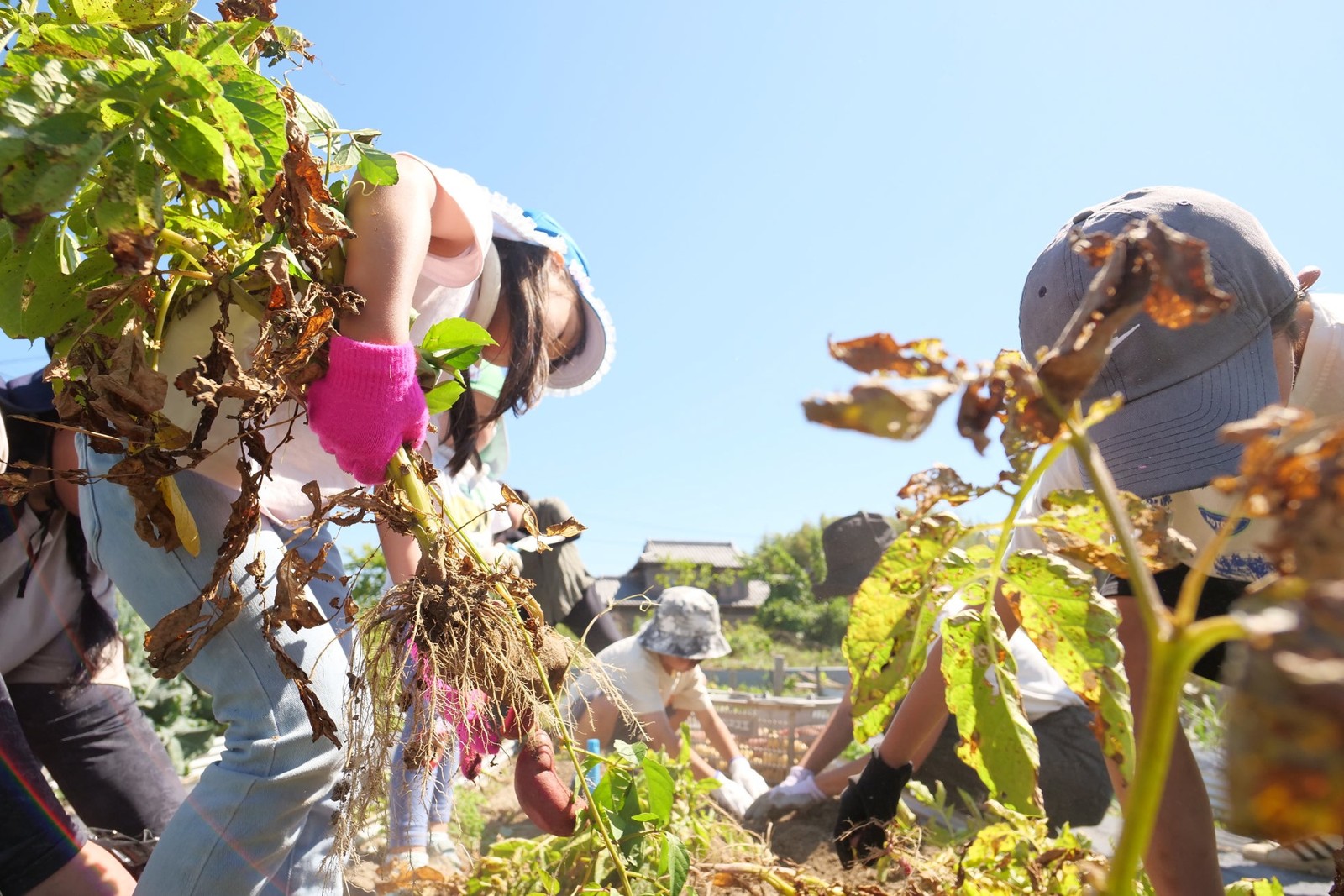 畑で作業しいもの付いた植物を持ち上げる参加者