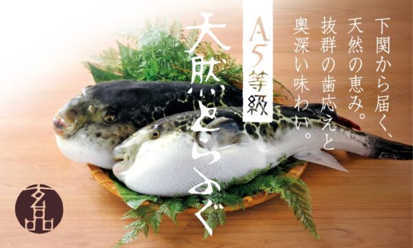 A5等級 天然とらふぐのイメージ