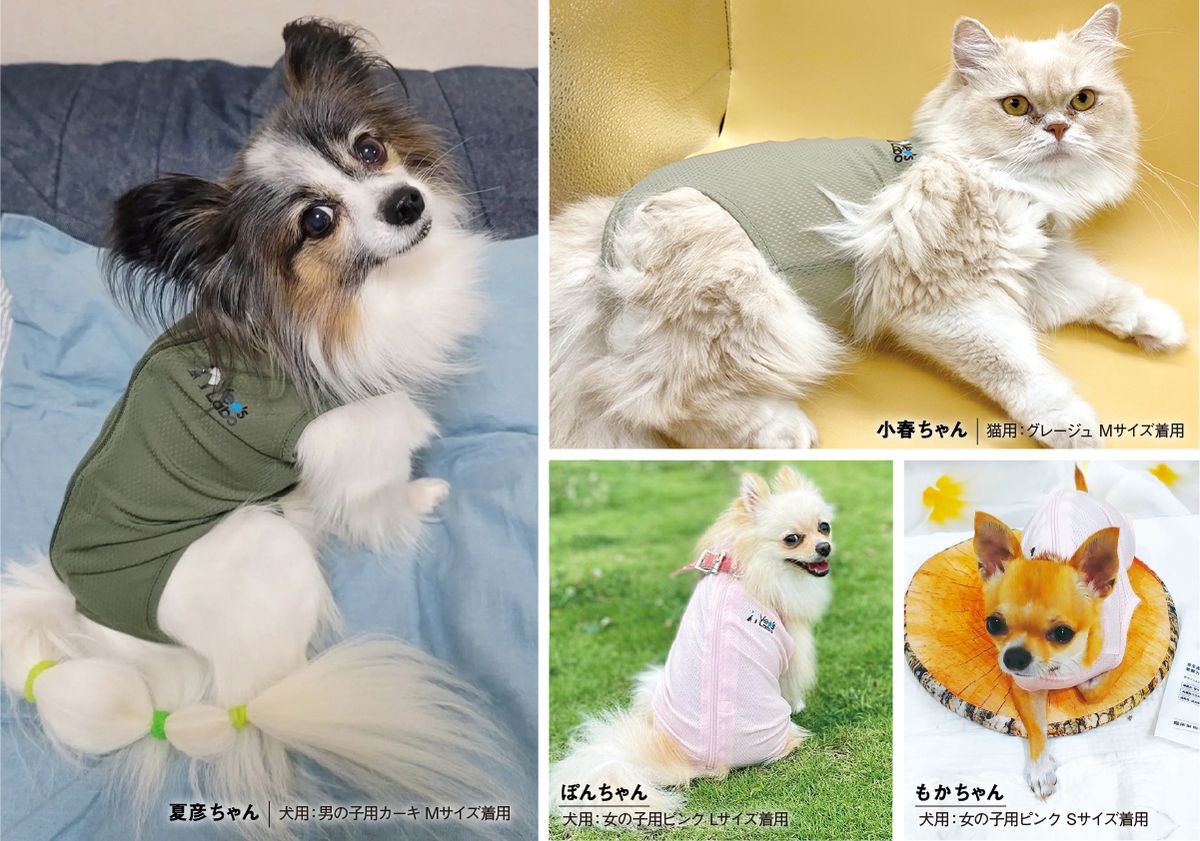 ベッツウェアを普段着として着用する犬と猫