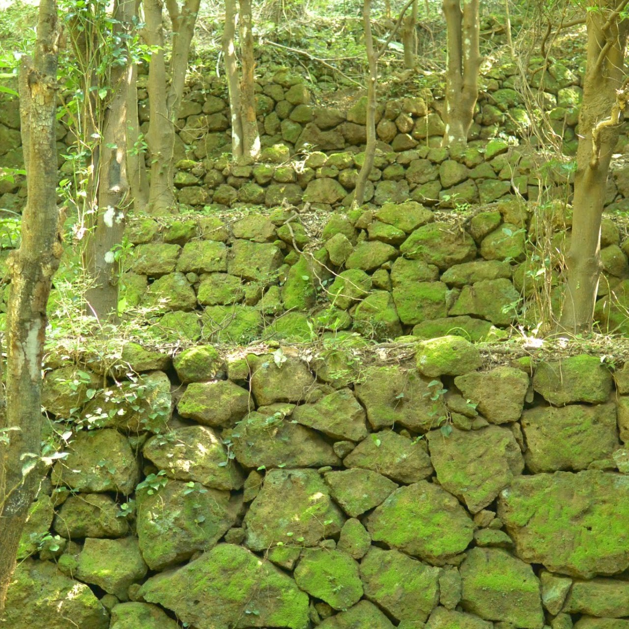 岩地コースの石積み