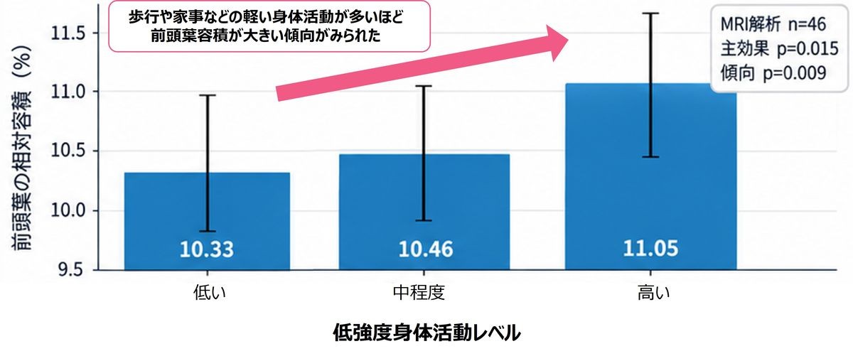 低強度身体活動レベル別の前頭葉の相対容積を示す棒グラフ
