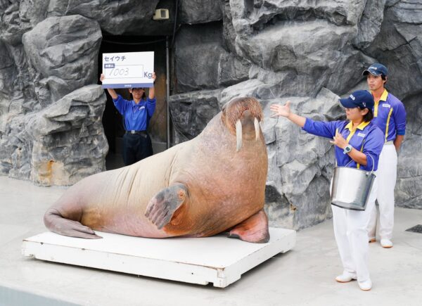 体重測定を受けるセイウチ