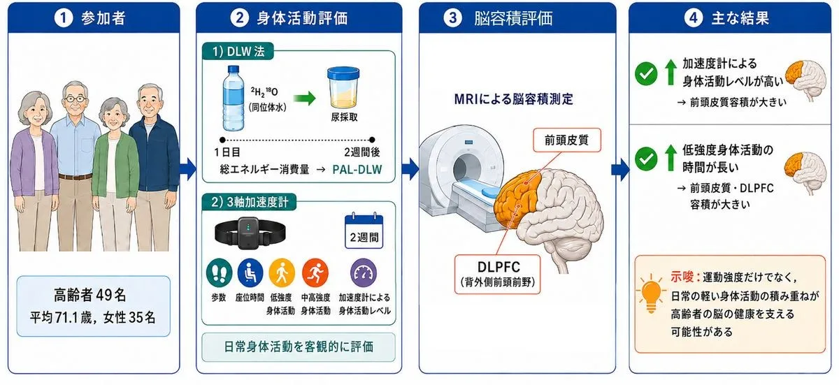 日常の軽い身体活動と脳容積の関連を調べた研究の概要図
