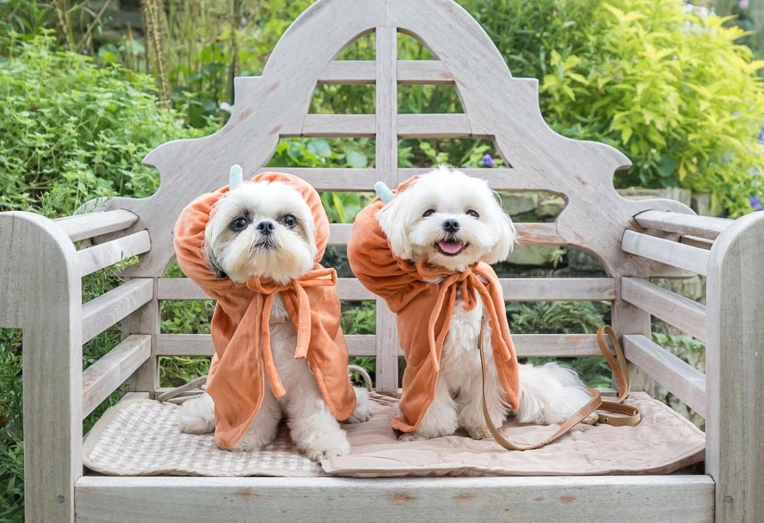 カボチャ衣装の犬2頭