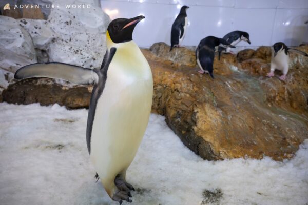 翼を広げるコウテイペンギン