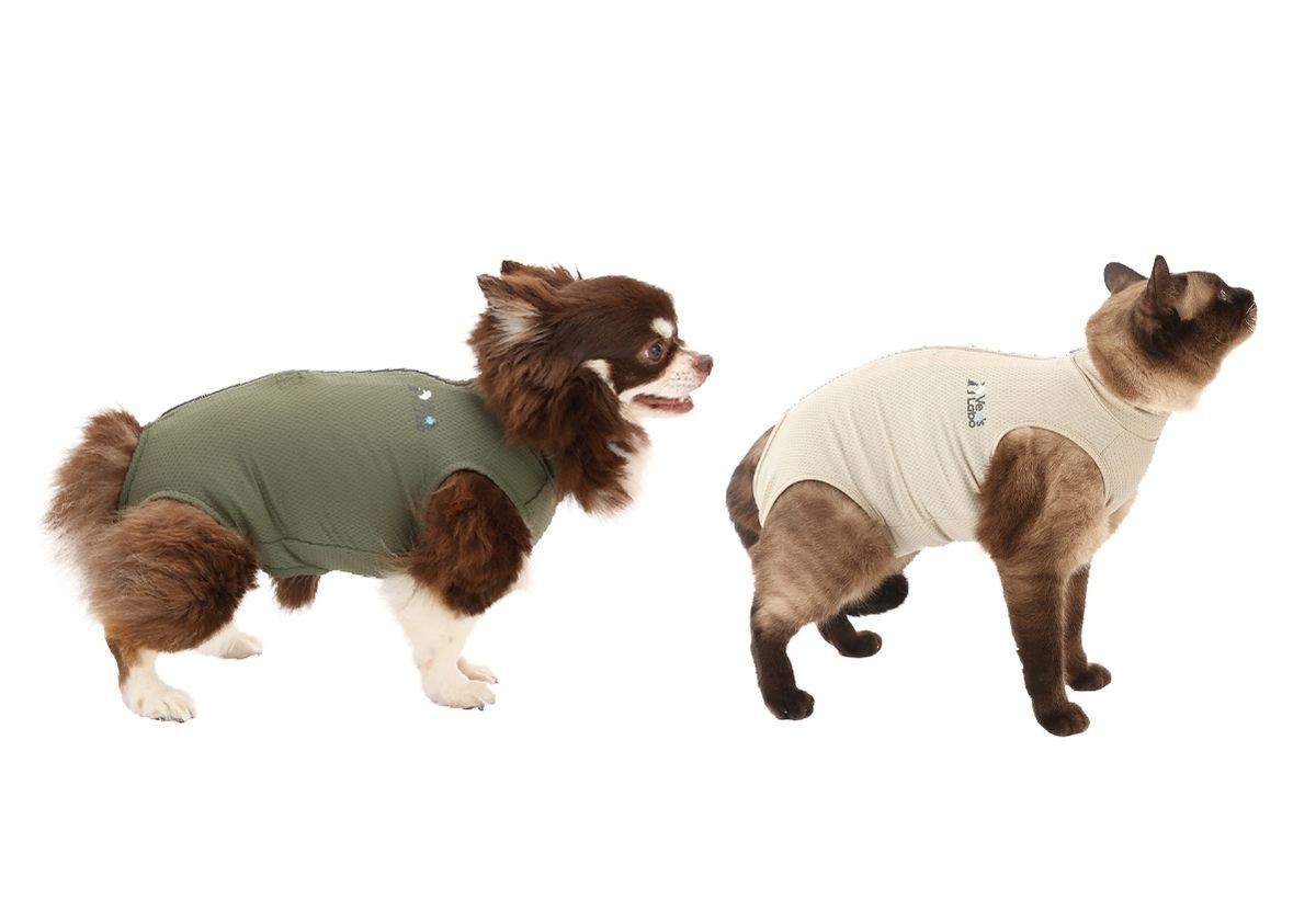 ベッツウェアを着用した犬と猫