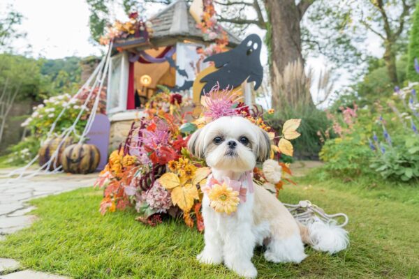 ハロウィン装飾の前に座る犬