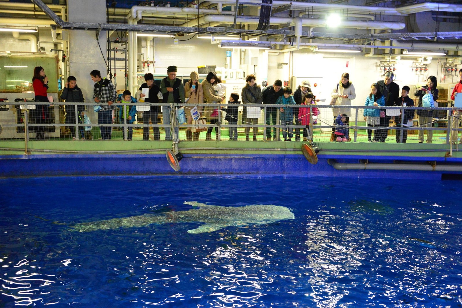 黒潮大水槽バックヤード見学