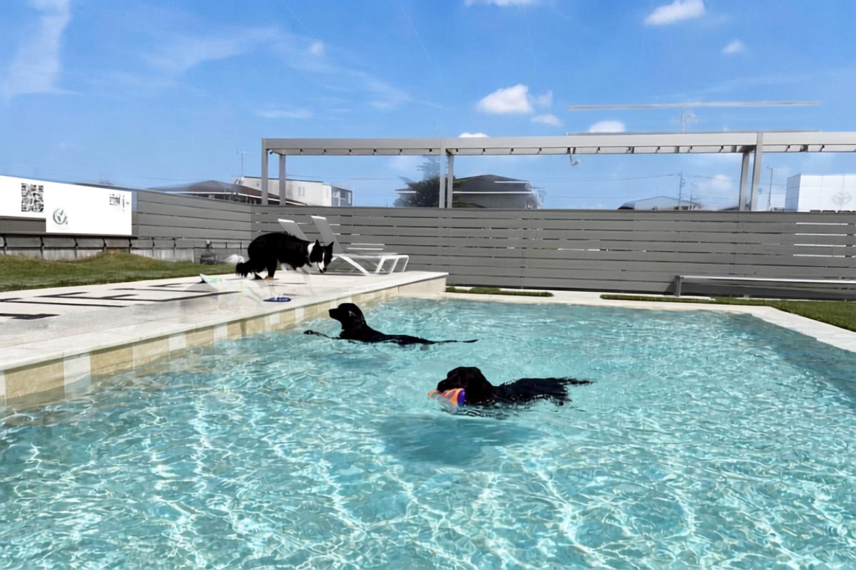 プールを泳ぐ犬