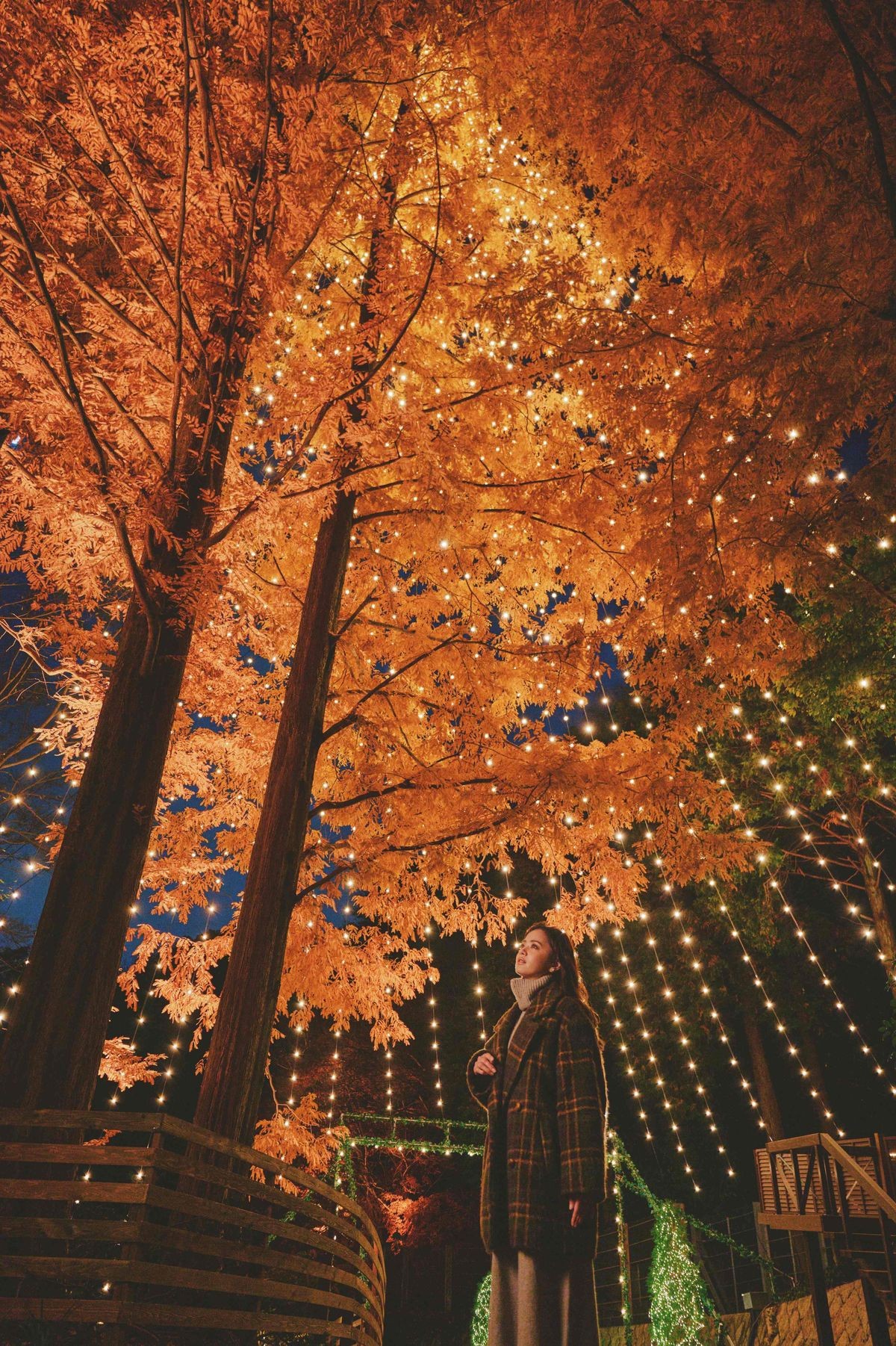 森のクリスマスツリーを見上げる