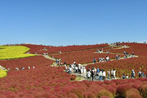 みはらしの丘で紅葉したコキア