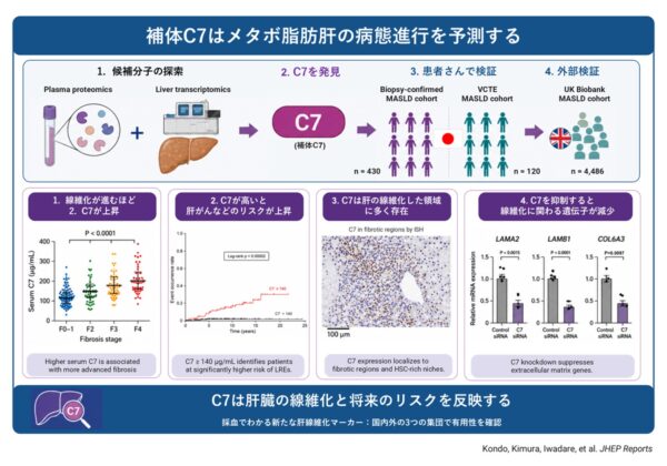 補体C7とMASLDの研究の全体像を示す図