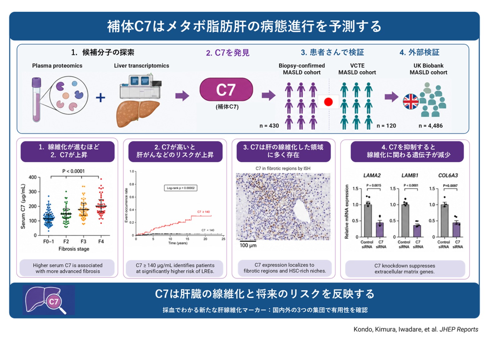 補体C7とMASLDの研究の全体像を示す図