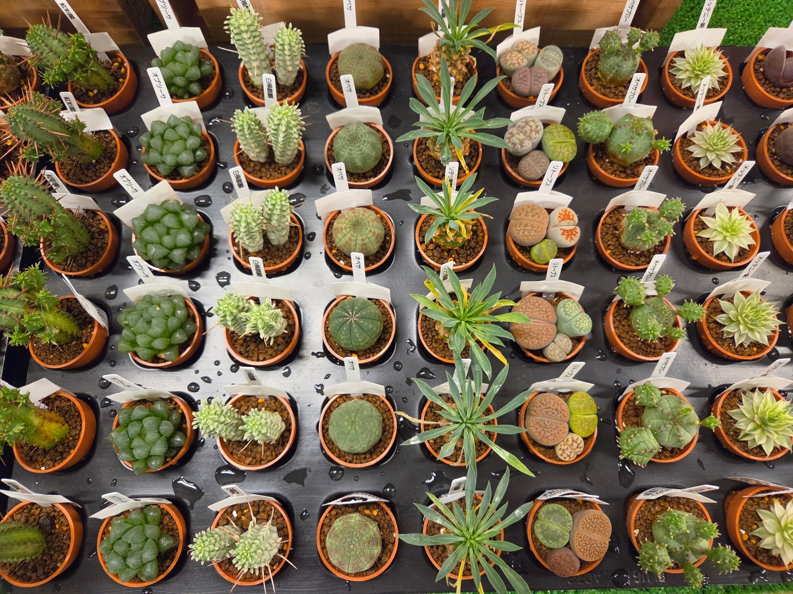 1寸サイズの多肉植物