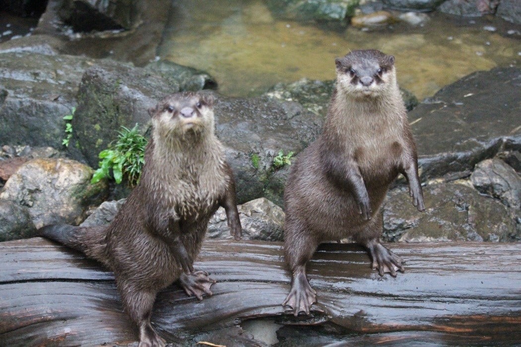 木の上で上体を起こすコツメカワウソ2頭