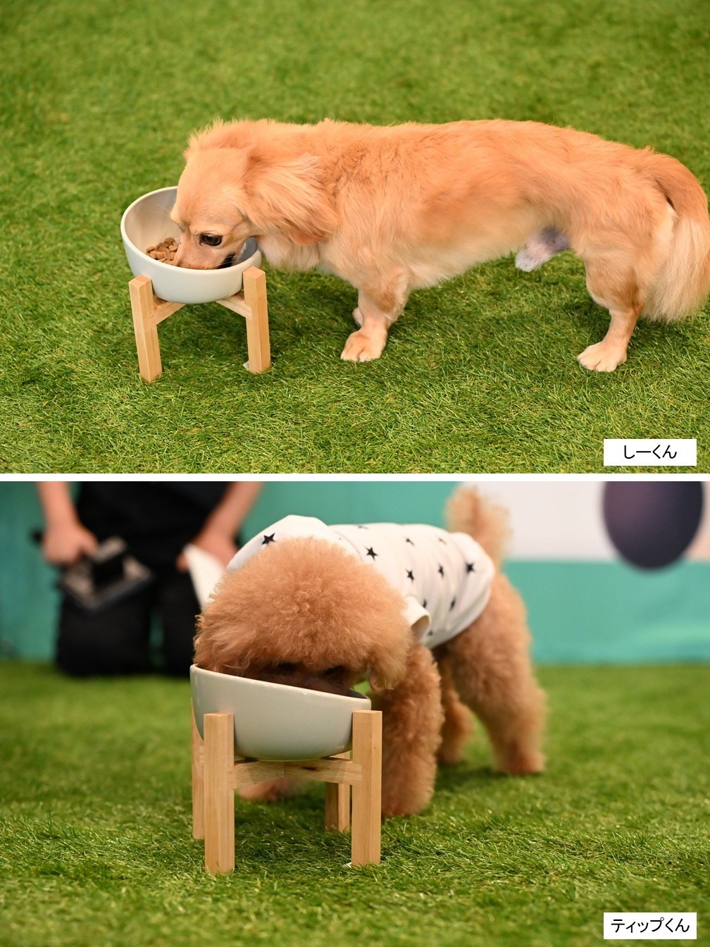 実食するしーくんとティップくん