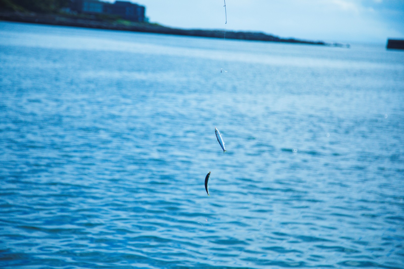 三崎の海釣りで釣り糸にかかった小魚