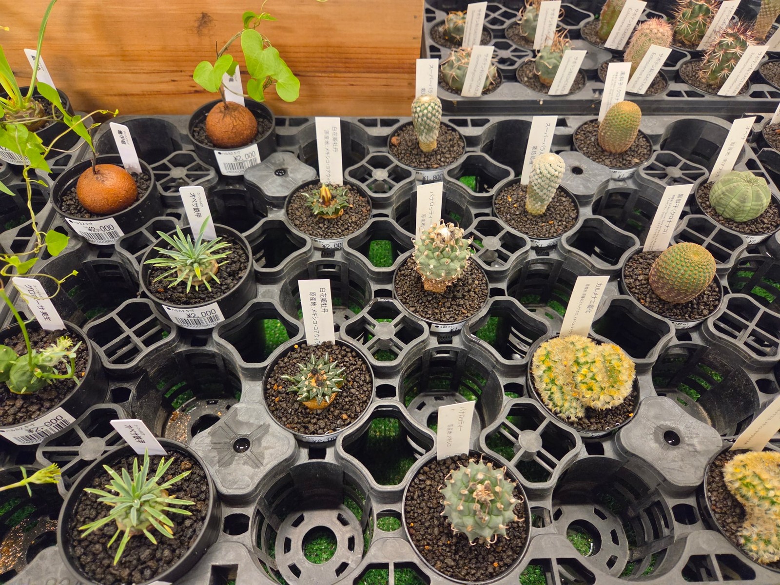 サボテン・多肉植物の売場