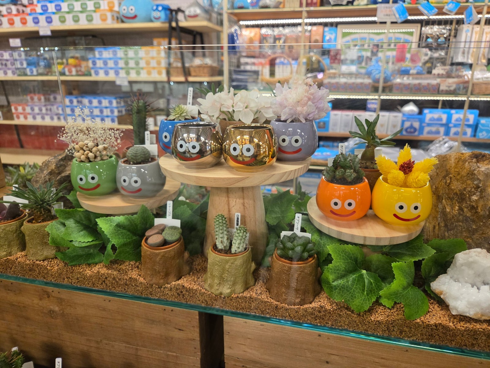 マルチポットと植物の展示
