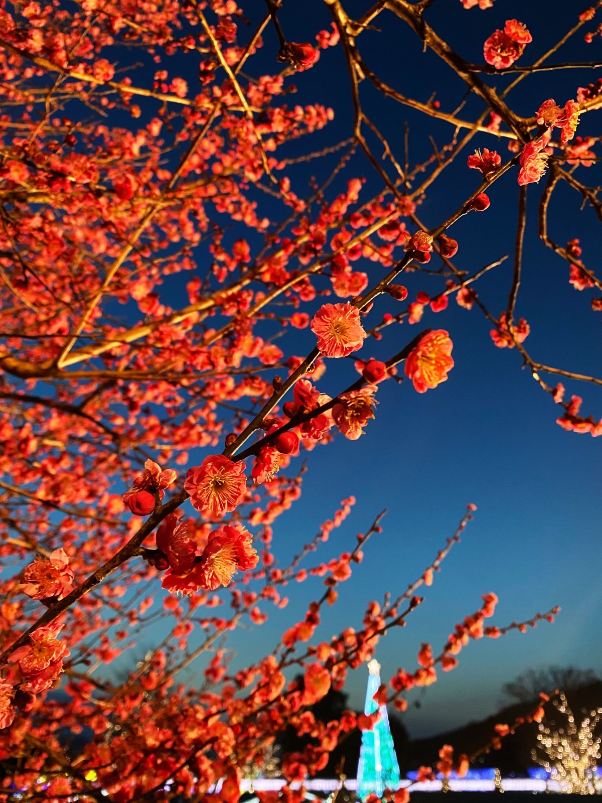 寒紅梅のライトアップ
